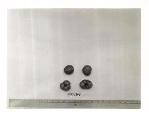 Click for 1 image(s) for this accession. FRUIT
